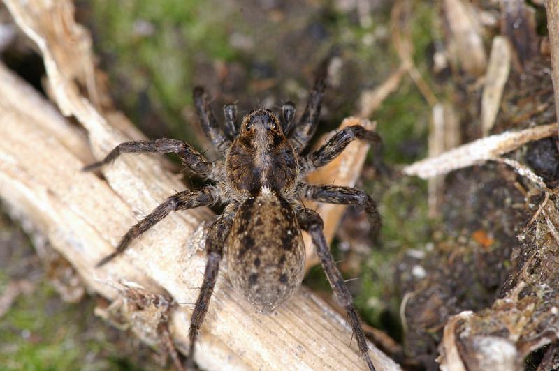 Pardosa_amentata_D4699_Z_85_Broek in waterland_Nederland.jpg